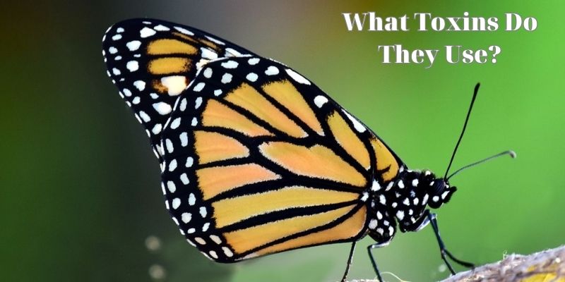 What Toxins Do They Use? - Are Monarch Butterflies Poisonous?