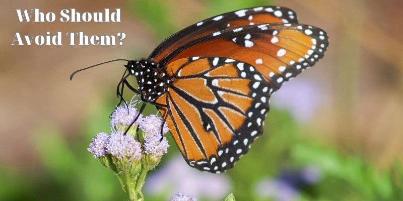 Who Should Avoid Them? - Are Monarch Butterflies Poisonous?