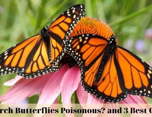 Are Monarch Butterflies Poisonous_ and 3 Best Overviews