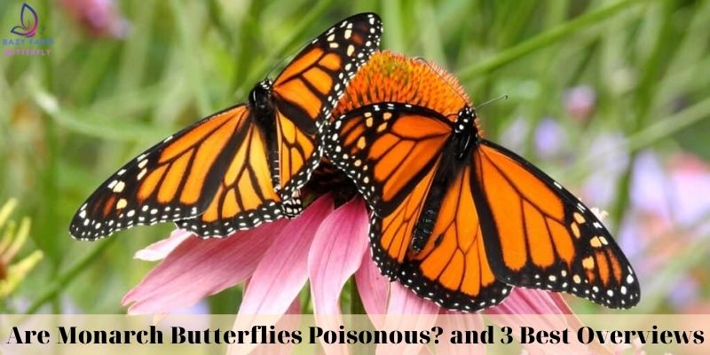 Are Monarch Butterflies Poisonous_ and 3 Best Overviews