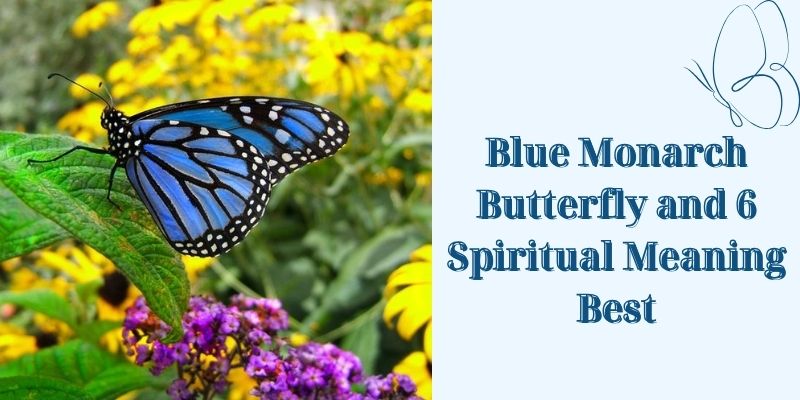 Blue Monarch Butterfly and 6 Spiritual Meaning Best 