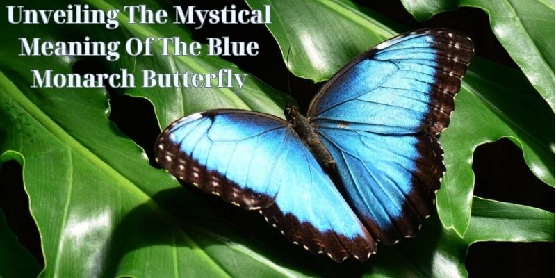 Unveiling The Mystical Meaning Of The Blue Monarch Butterfly