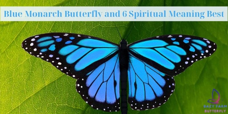 Blue Monarch Butterfly and 6 Spiritual Meaning Best