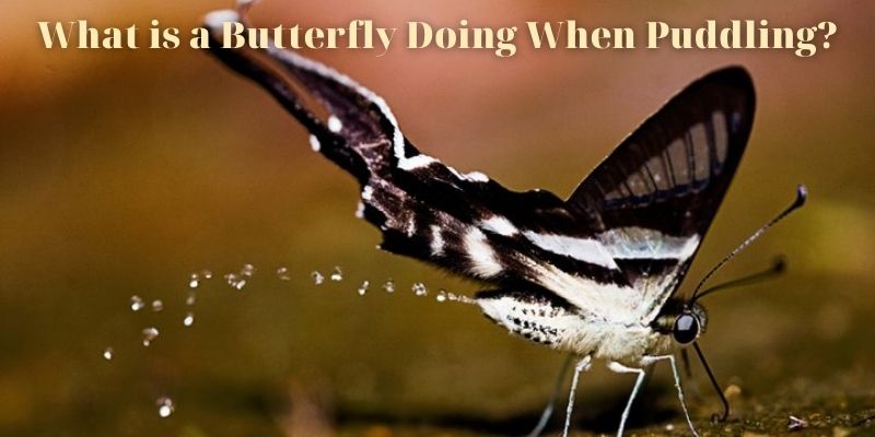 What is a Butterfly Doing When Puddling? - Do Butterflies Pee?