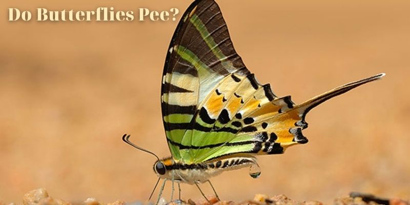 Do Butterflies Pee?