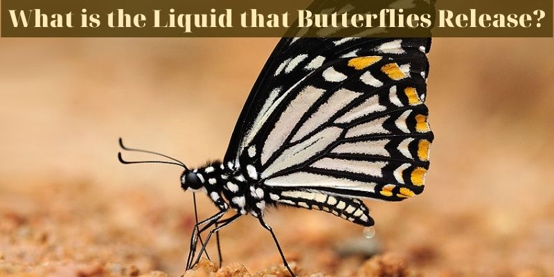 What is the Liquid that Butterflies Release? - Do Butterflies Pee?