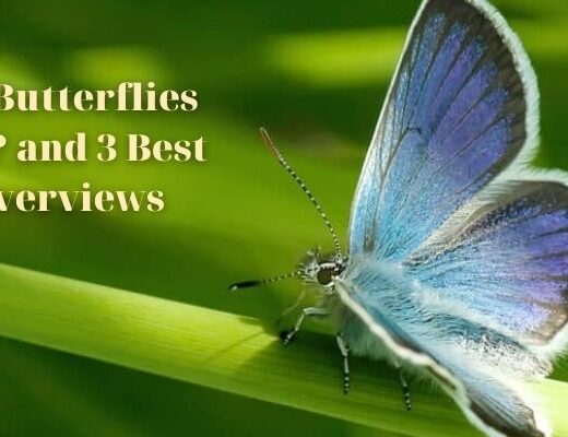 Do Butterflies Pee_ and 3 Best Overviews