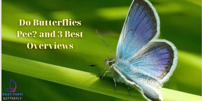 Do Butterflies Pee_ and 3 Best Overviews