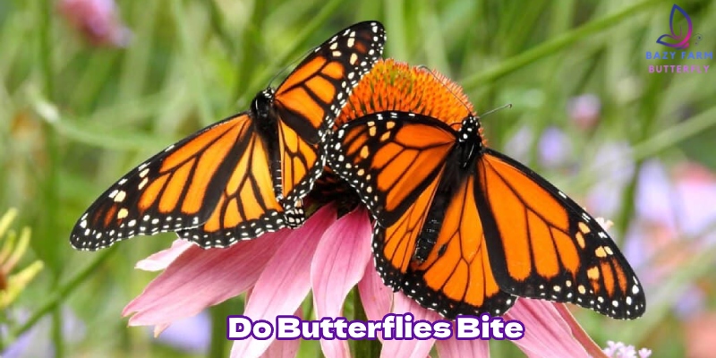 Do butterflies bite? Some types of butterflies are poisonous