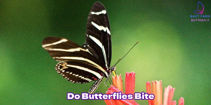 What are butterflies?