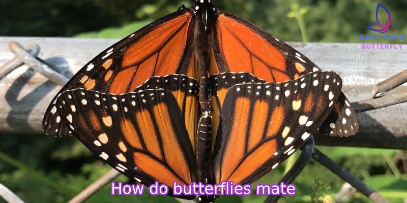 How do butterflies mate? Butterfly courtship and mating