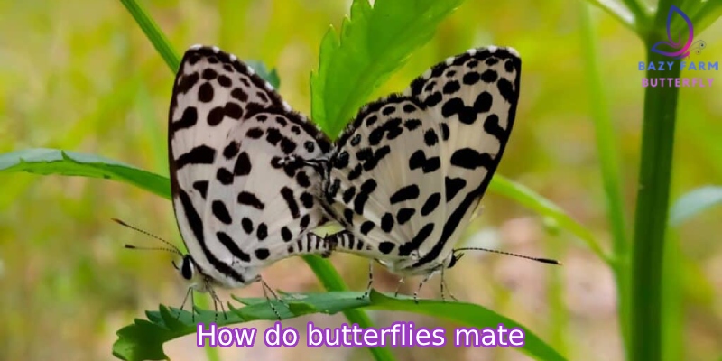 How long after becoming butterflies do they mate?