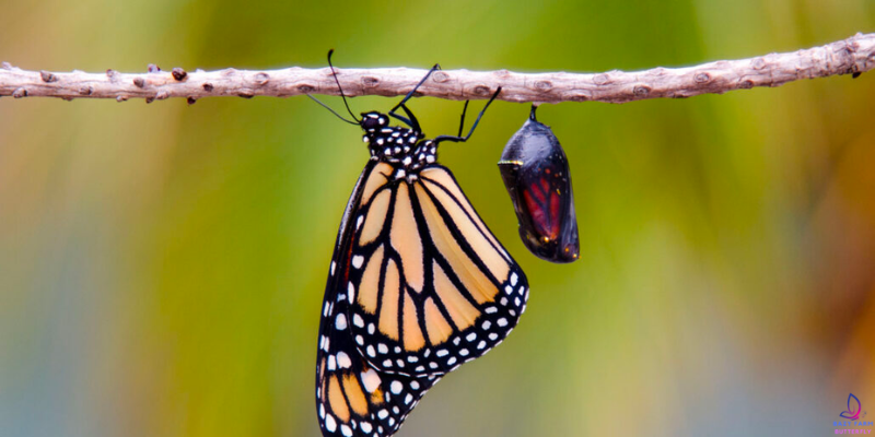 Unveiling the Mysteries: Do Butterflies Sleep?