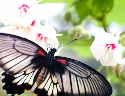 Unveiling the Mysteries: Do Butterflies Sleep?