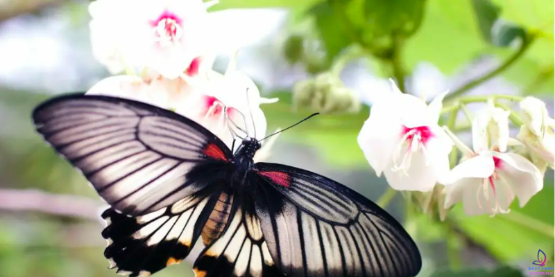 Unveiling the Mysteries: Do Butterflies Sleep?